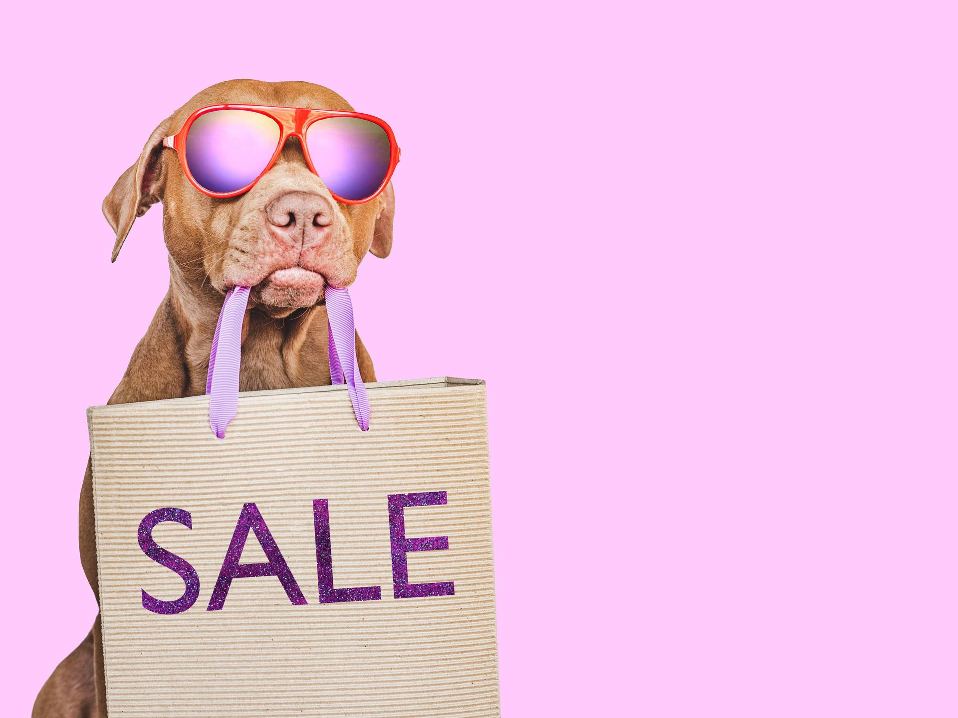 Lovable, pretty brown puppy and shopping bag