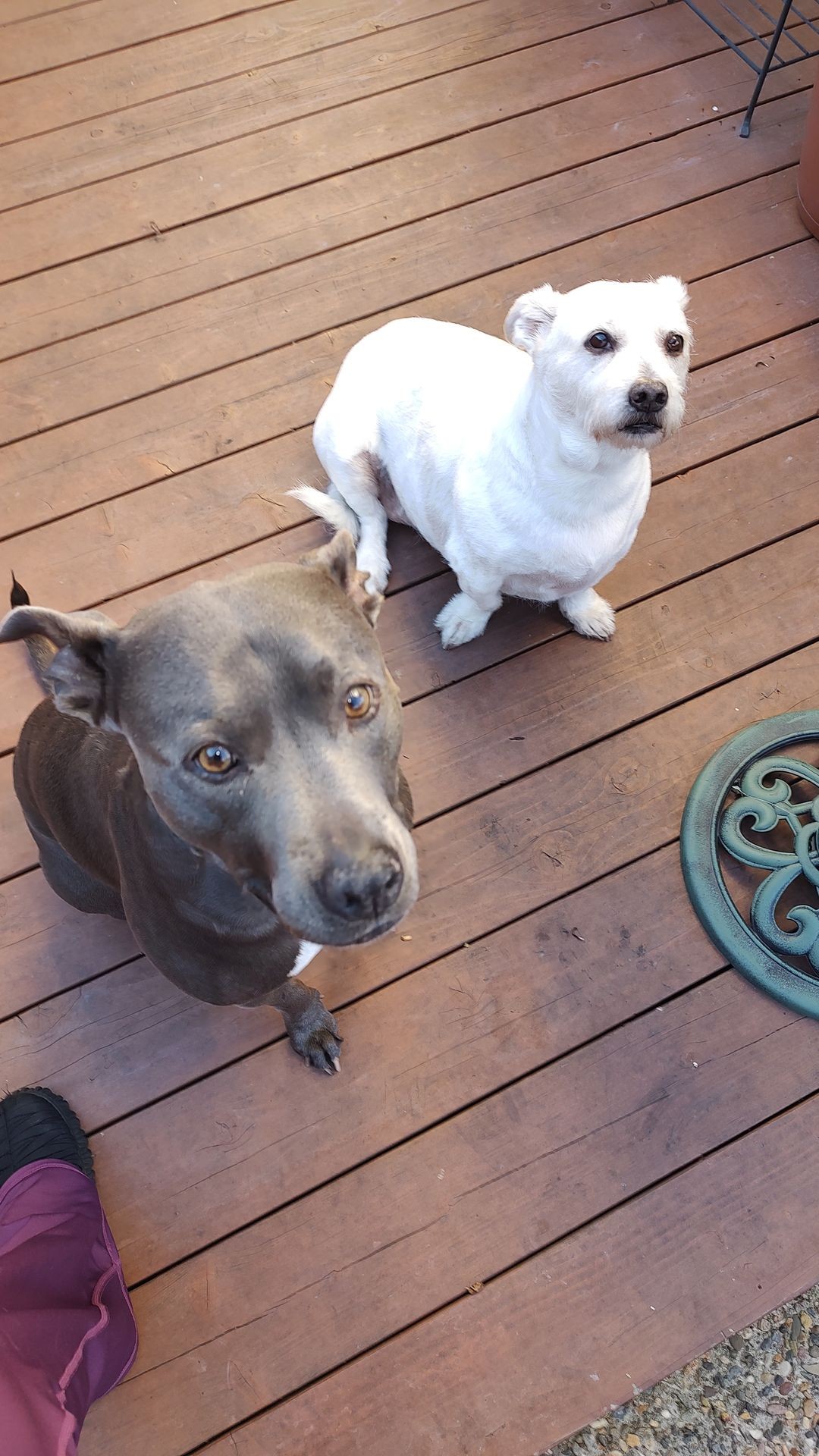 Two dogs sitting on a wooden deck, one with gray fur and the other with white fur.
