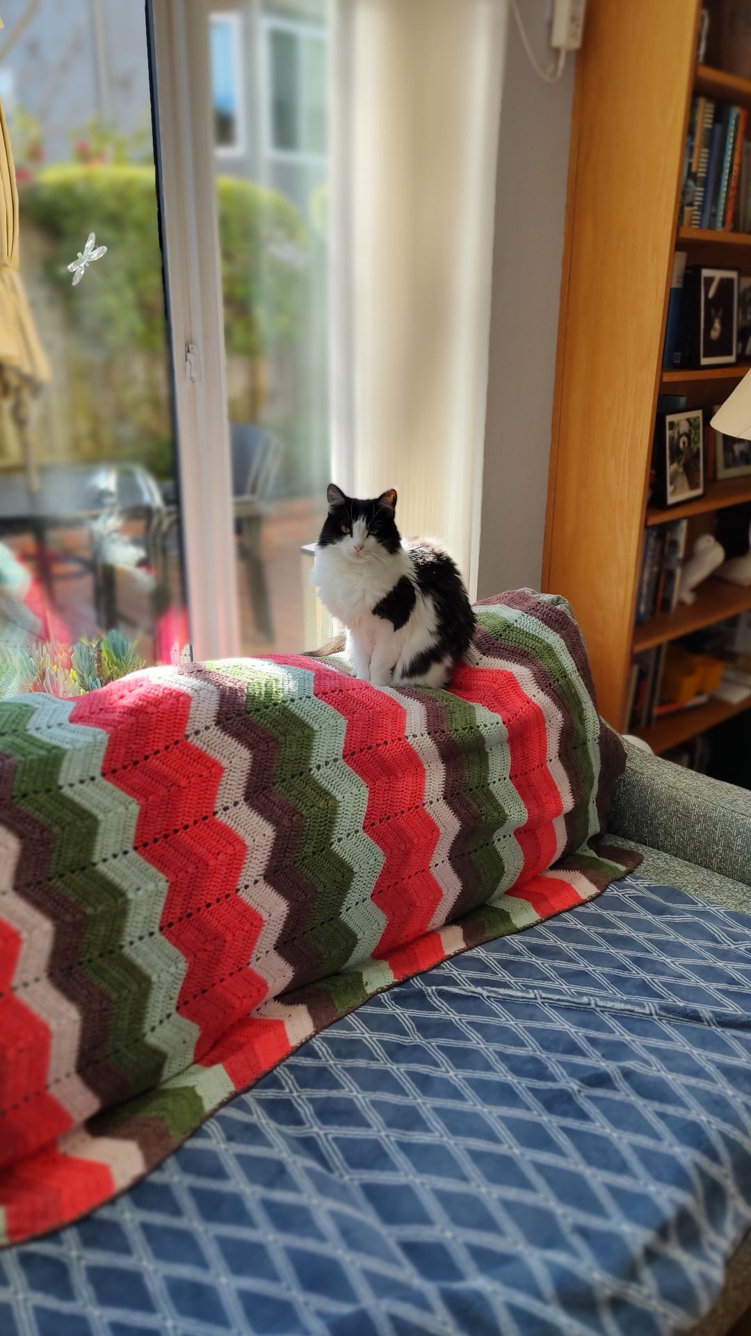 Black and white cat sitting on a colorful knitted blanket on a couch by a sunny window.