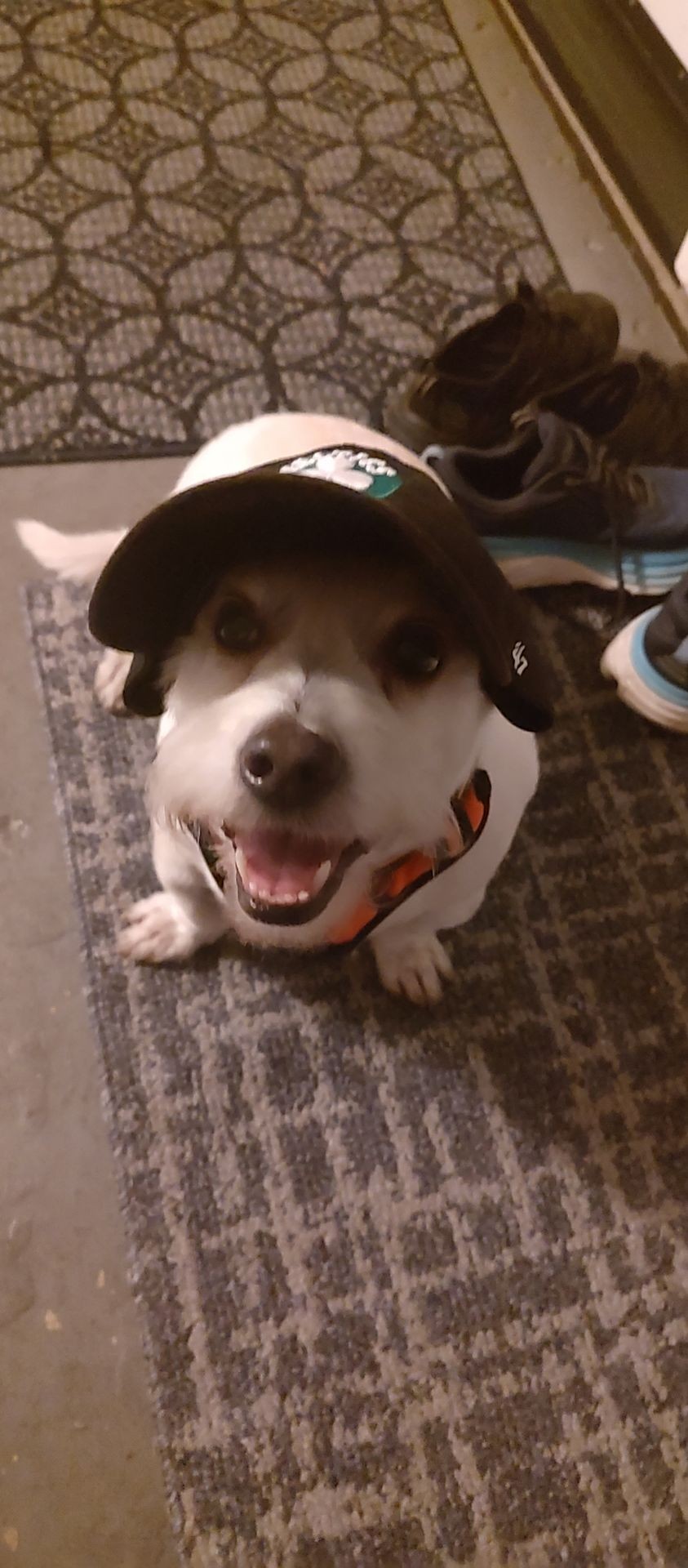 Dog sitting on carpet