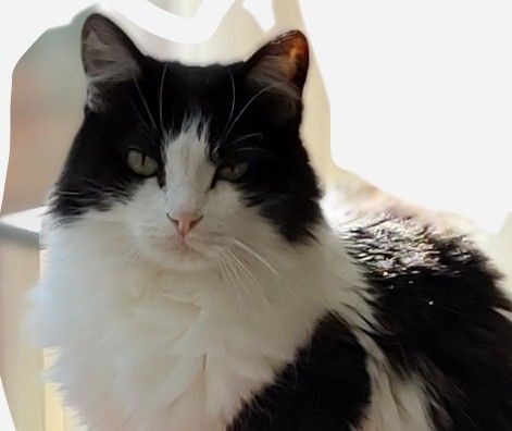 Oakland Professional Home Cleaning