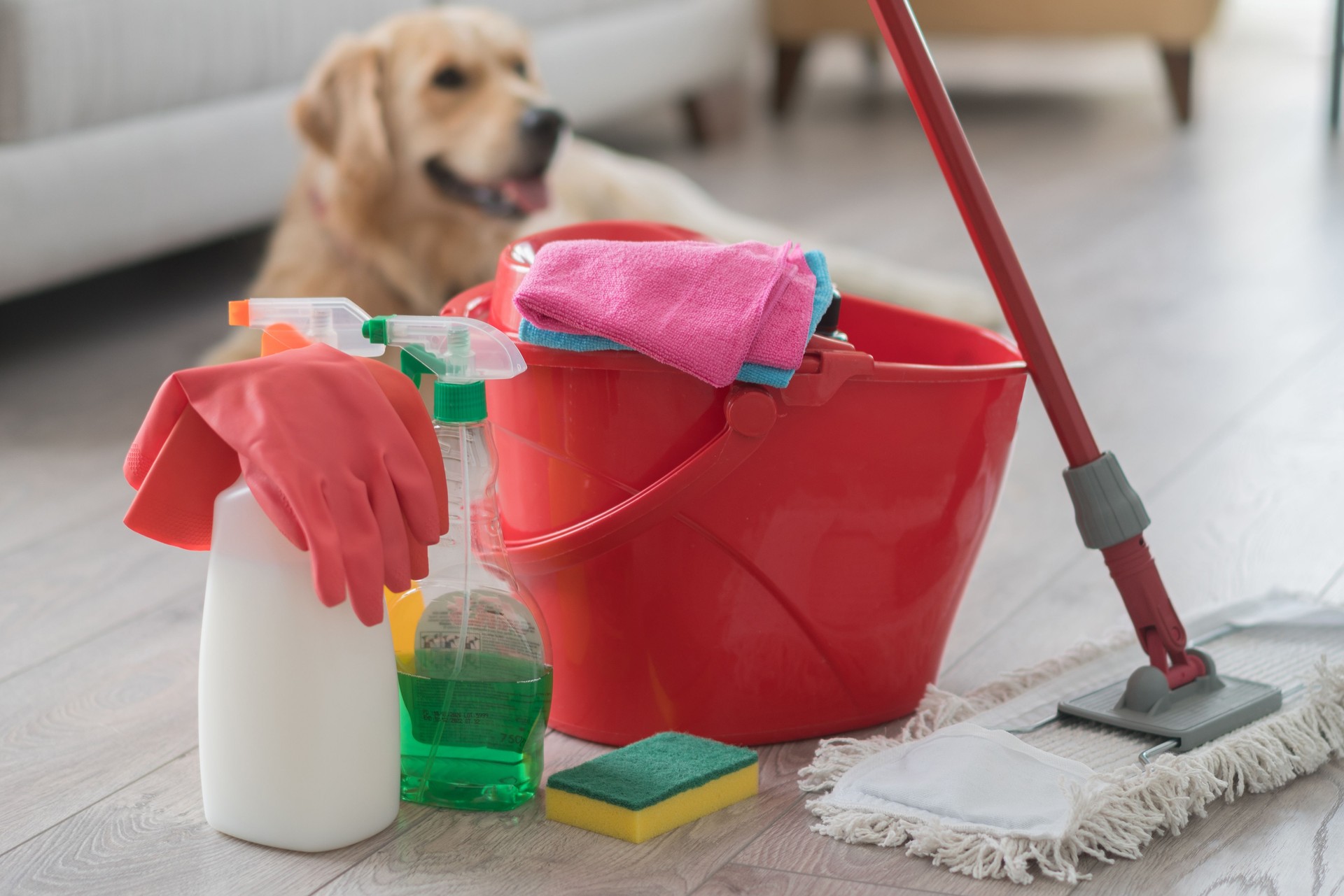 Happy dog sitting behind various cleaning products at home.
