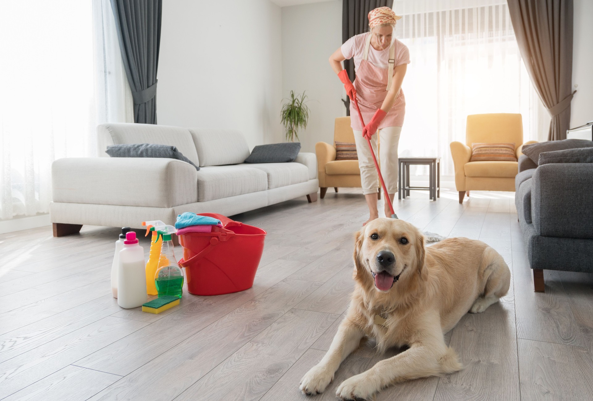 Cleaning after dog in the house.